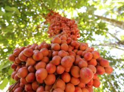 Cây dâu da đất có quả vị chua ngọt đan xen