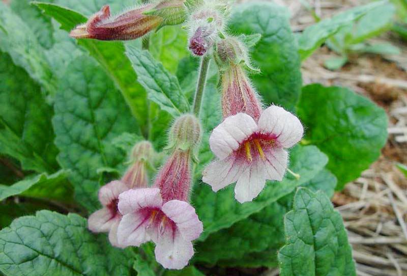 Cây địa hoàng là vị thuốc quen thuộc