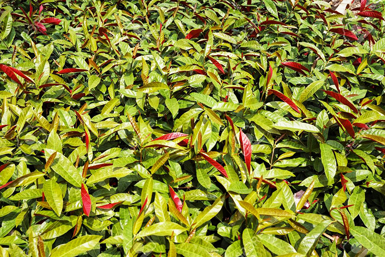 Cách trị mề đay bằng dân gian: Mẹo hay từ cây cỏ giúp bà con dứt cơn ngứa