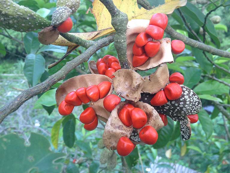 Cây dổi rừng xuất hiện khá nhiều ở vùng núi phía Bắc nước ta