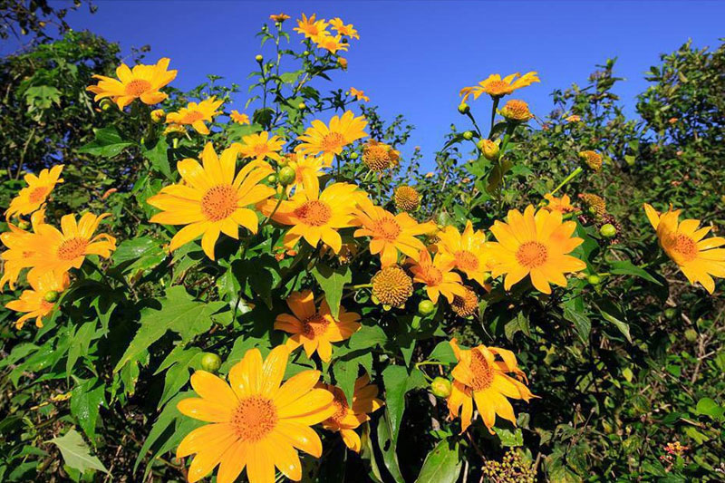 Dã quỳ thường dùng trong các bài thuốc viêm da, xương khớp