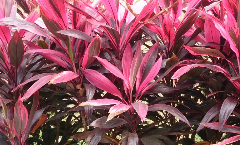 Huyết dụ hỗ trợ điều hòa kinh nguyệt cho chị em phụ nữ