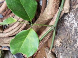 Cây huyết rồng mọc rất nhiều trong rừng