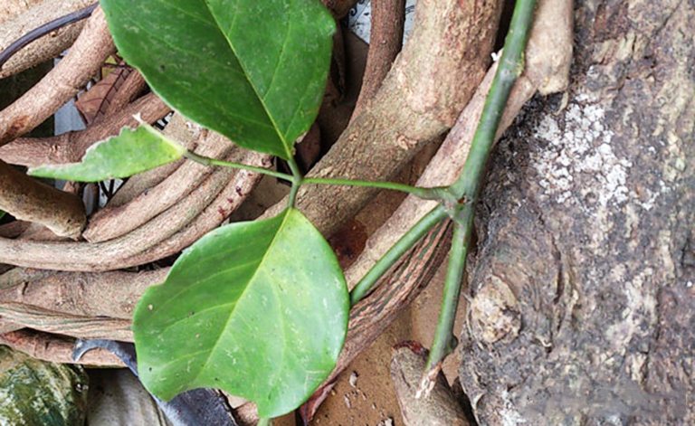 Cây huyết rồng mọc rất nhiều trong rừng