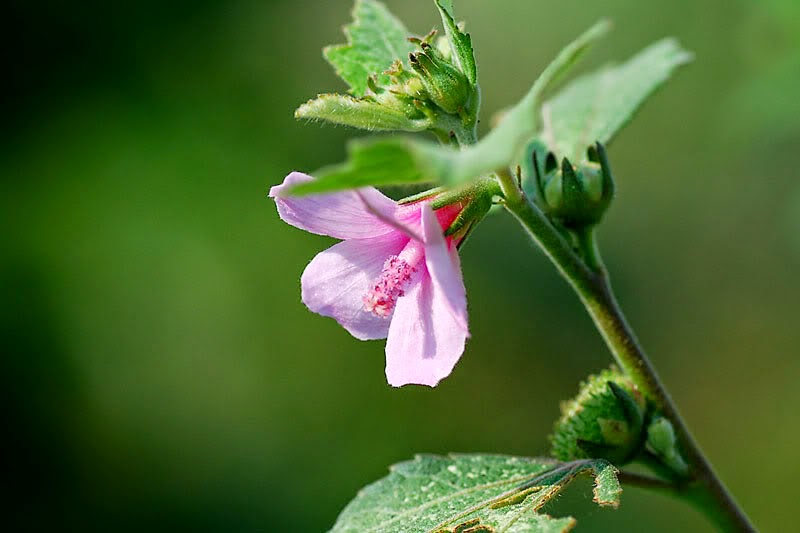 Vị thuốc ké hoa đào rất tốt cho Tỳ và Phế