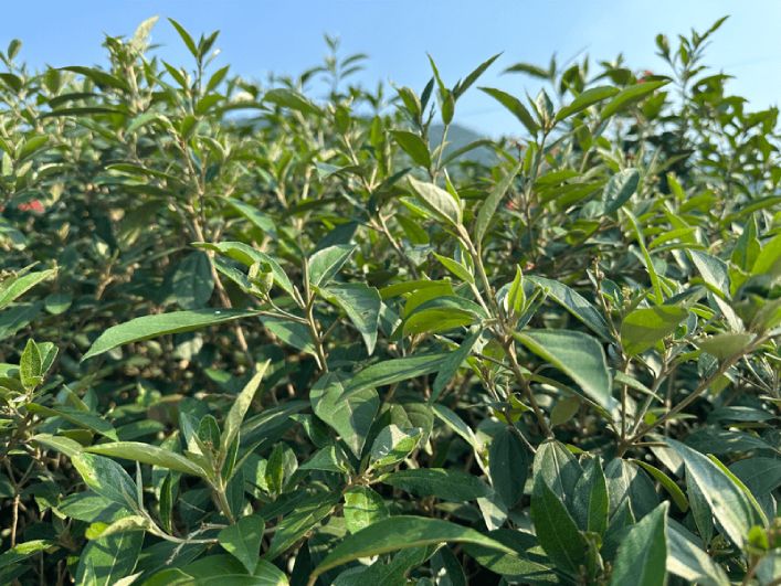 Cây khổ sâm mọc hoang và cũng được trồng khá nhiều