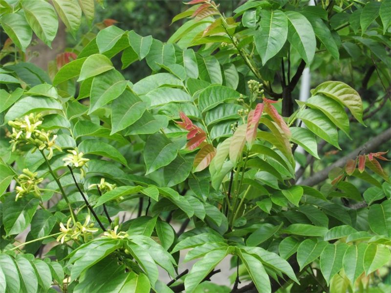 Cây lát hoa có hoa nhỏ mọc thành chùm màu trắng