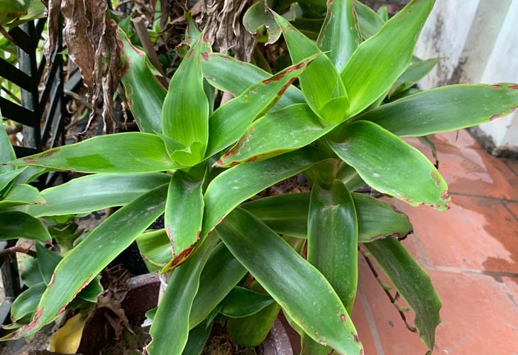 Cây lược vàng chữa bệnh xương khớp: Dùng sao cho đúng để khỏe người an tâm?