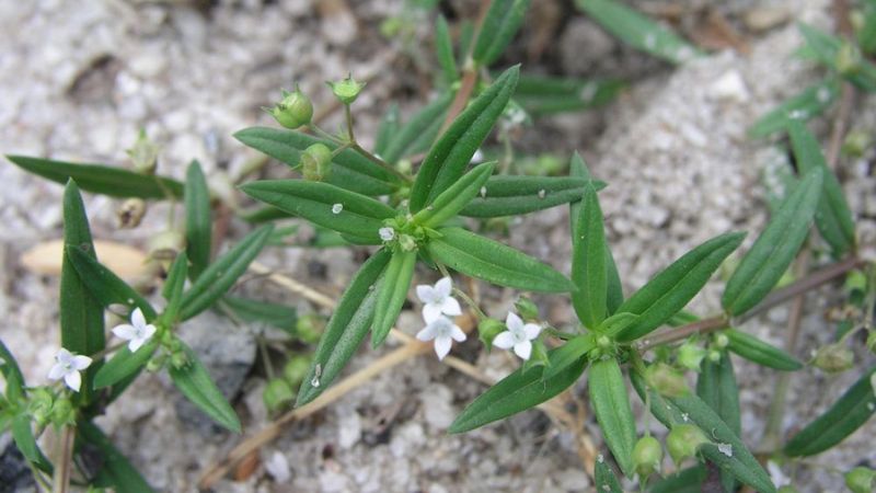 Đây là vị thuốc được Y học cổ truyền sử dụng phổ biến