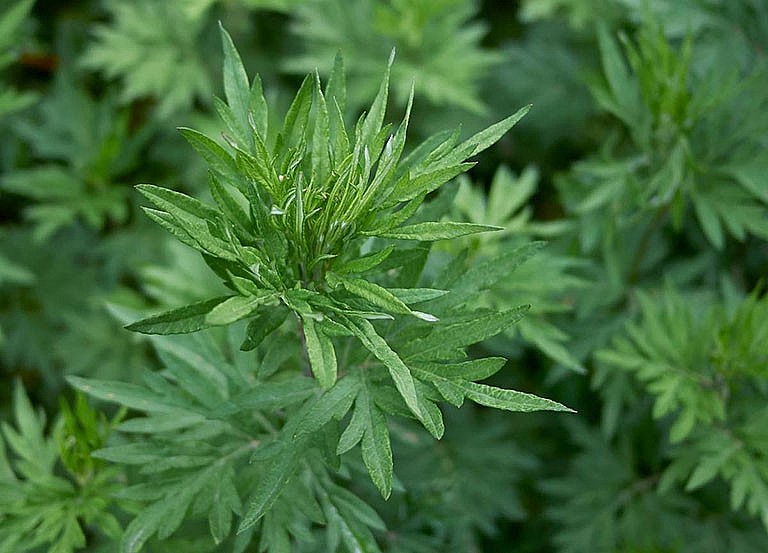 Cách chữa đau thần kinh tọa bằng ngải cứu: Mẹo hay giúp bà con dứt cơn đau tê tại nhà