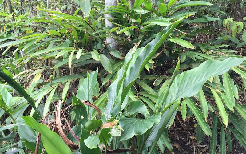 Cây ngải tiên thường xuất hiện ở vùng đồi núi