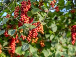 Cây ngũ vị tử là vị thuốc quen thuộc của Y học cổ truyền