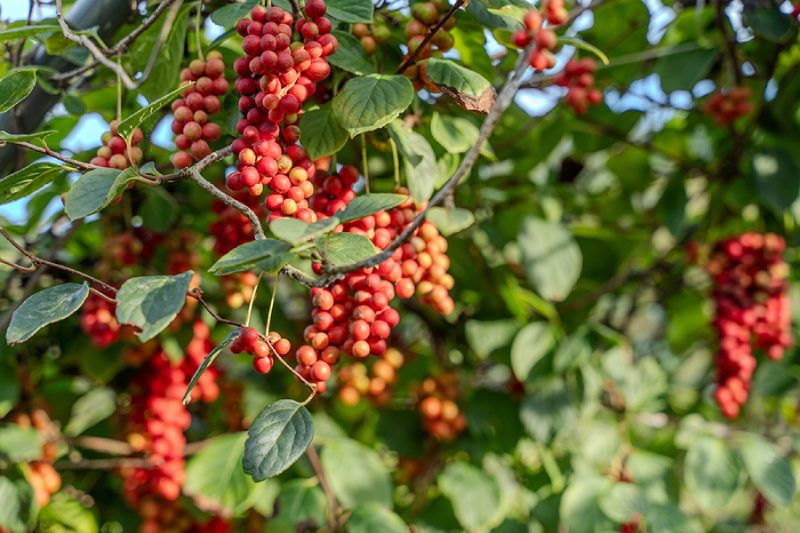 Cây ngũ vị tử là vị thuốc quen thuộc của Y học cổ truyền