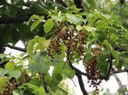 Cây nhội là loại cây thân gỗ