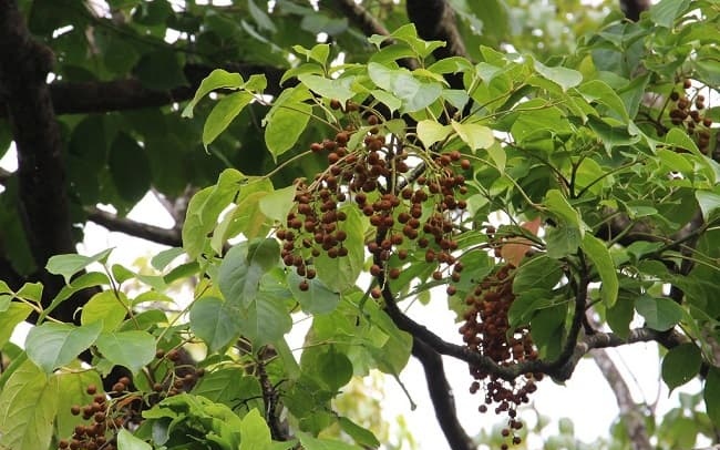 Cây nhội là loại cây thân gỗ