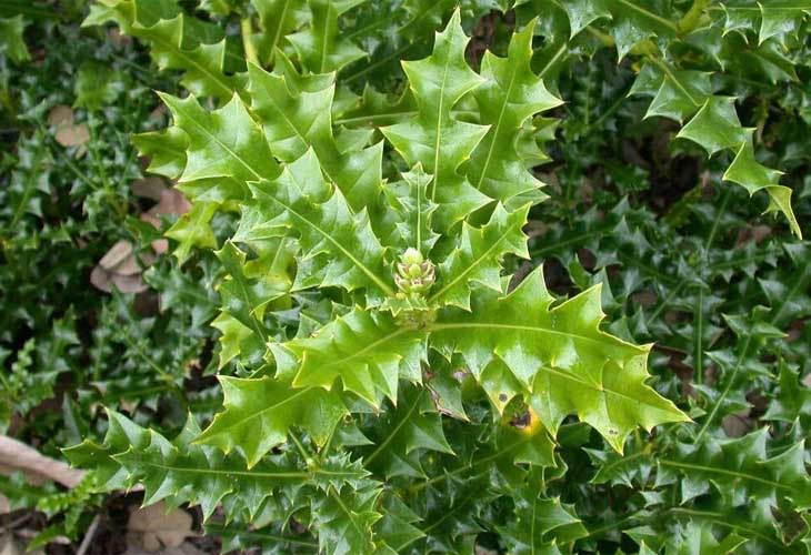 Cây ô rô còn được gọi là cây gai má