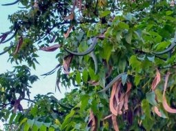 Cây quao thuộc họ thân gỗ