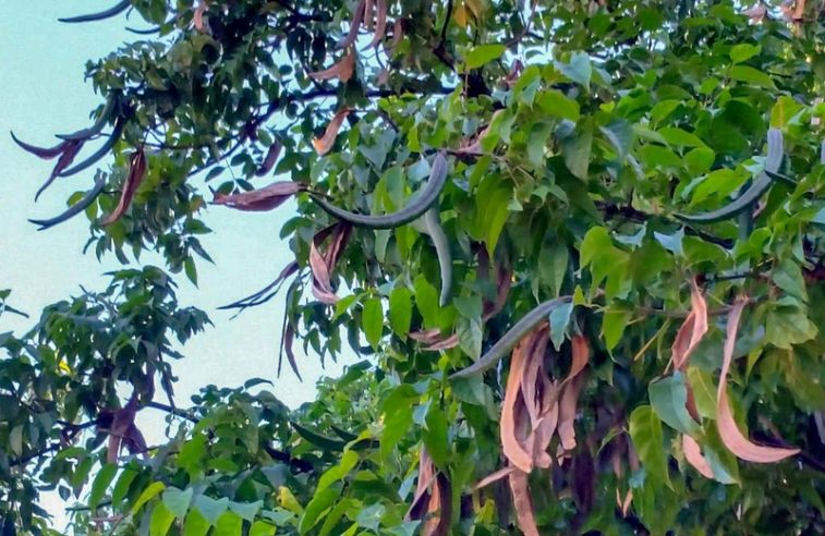 Cây quao thuộc họ thân gỗ