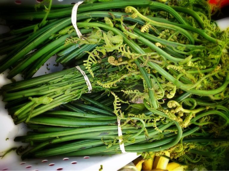 Cây rau dớn có thể hỗ trợ giảm đau xương khớp