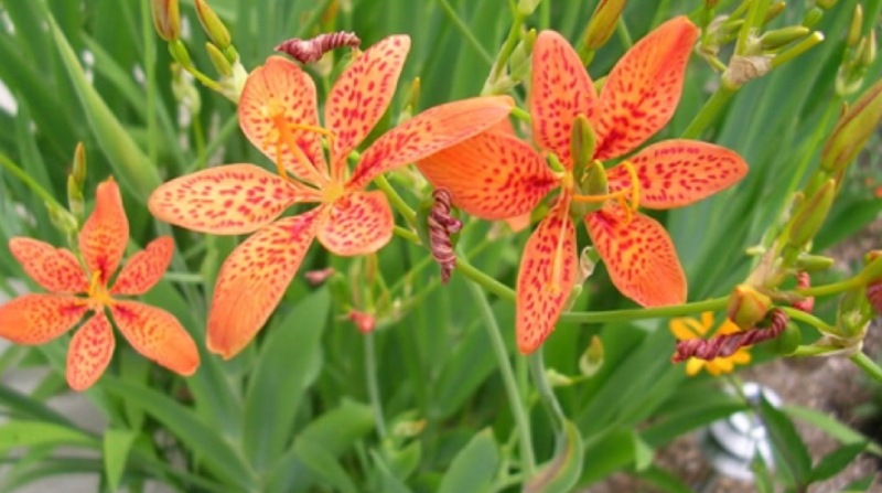 Cây rẻ quạt thường được trồng làm cây cảnh trong vườn nhà