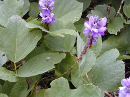 Cây sắn dây vô cùng quen thuộc với bà con Việt Nam