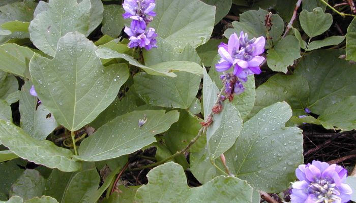 Cây sắn dây vô cùng quen thuộc với bà con Việt Nam