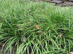 Cây thạch xương bồ là dạng cây cỏ