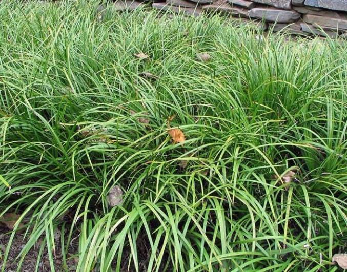 Cây thạch xương bồ là dạng cây cỏ