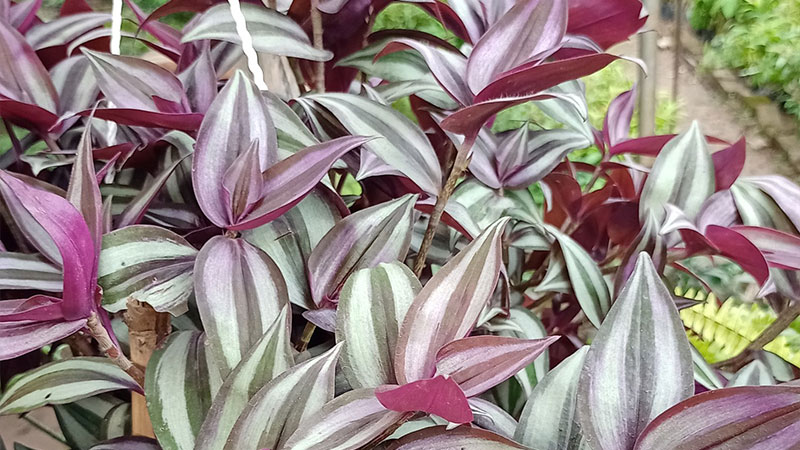 Thài lài tía có thể hỗ trợ giảm mụn nhọt