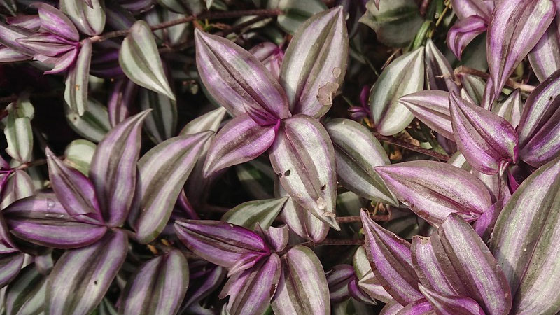 Cây thài lài tía có màu tím đặc trưng