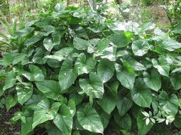 Cây thiên niên kiện là vị thuốc rất quen thuộc hiện nay