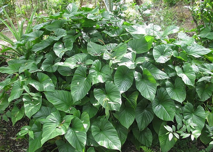 Cây thiên niên kiện là vị thuốc rất quen thuộc hiện nay