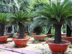 Cây thiên tuế không chỉ là cây cảnh mà còn là vị thuốc tốt