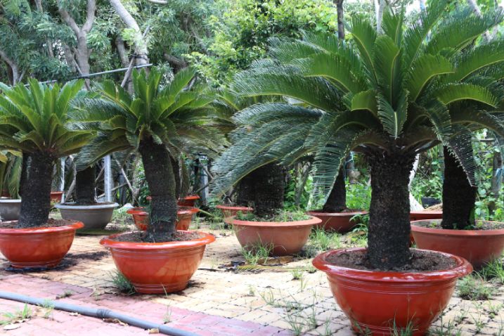 Cây thiên tuế không chỉ là cây cảnh mà còn là vị thuốc tốt