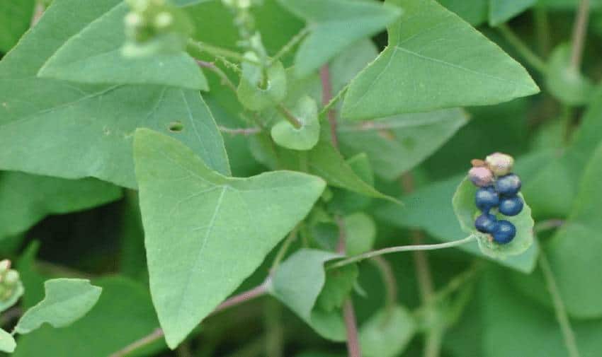 Cây thồm lồm gai khi chín quả có màu xanh đen