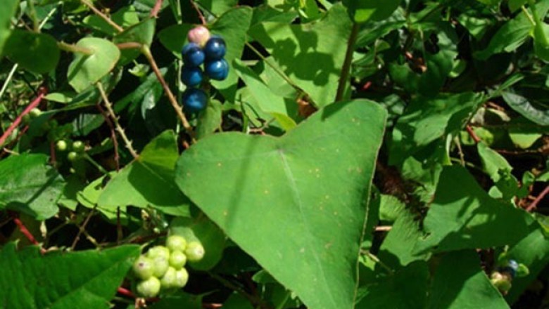 Thồm lồm có thể chữa mụn nhọt