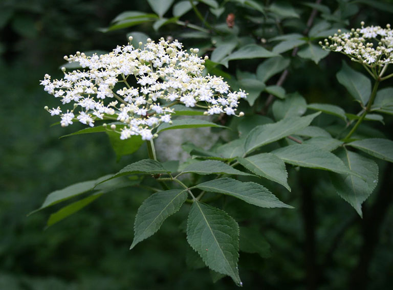 Đây là vị thuốc thường dùng cho bệnh xương khớp