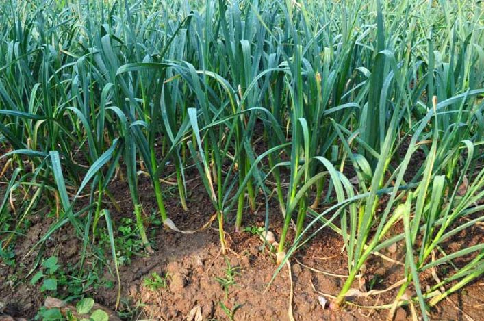 Cây tỏi cô đơn vừa là gia vị vừa là vị thuốc