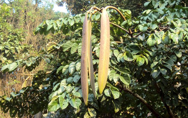 Cây núc nác có phần quả dẹt dài rất đặc trưng