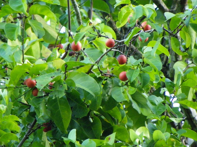 Cây chóc máu là vị thuốc rất phổ biến