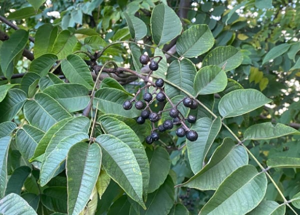 Cây hoàng bá là loại dược liệu quý của Y học cổ truyền