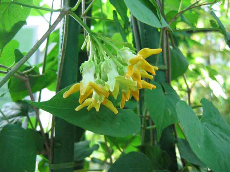 Bà con đã biết cách chọn rau chữa mất ngủ để đêm đêm ngon giấc chưa?