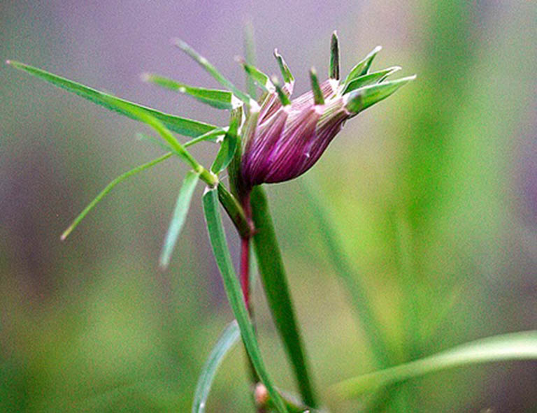 Đây là vị thuốc rất tốt trong Đông y