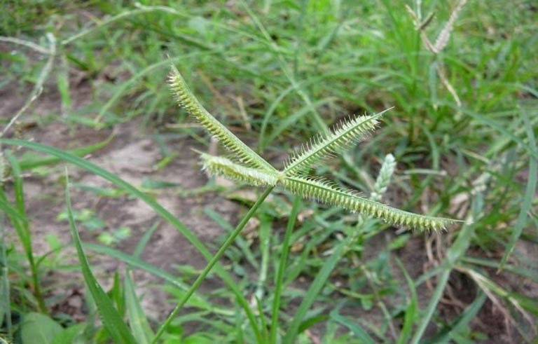 Cỏ mần trầu có thể dùng trong nhiều bài thuốc