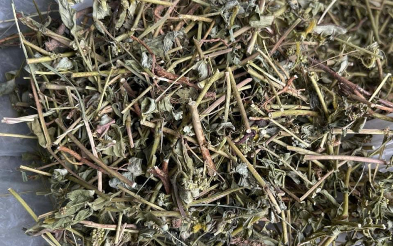 Các bài thuốc từ cỏ sữa lá lớn khá đa dạng