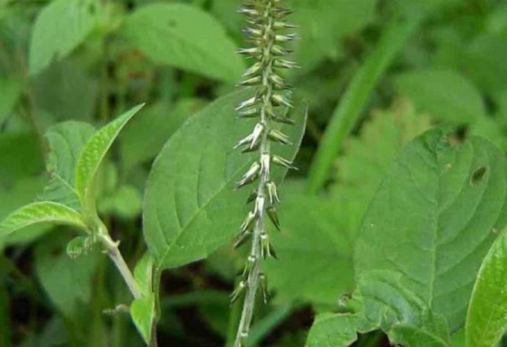 Cây cỏ xước mọc hoang khá nhiều