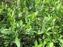 Cây đại bi thường dùng trong các bài thuốc trị cảm mạo