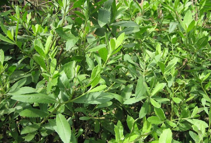 Cây đại bi thường dùng trong các bài thuốc trị cảm mạo