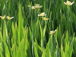 Rẻ quạt thường dùng trong các trường hợp bệnh về đường hô hấp