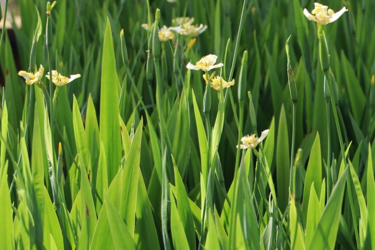 Rẻ quạt thường dùng trong các trường hợp bệnh về đường hô hấp